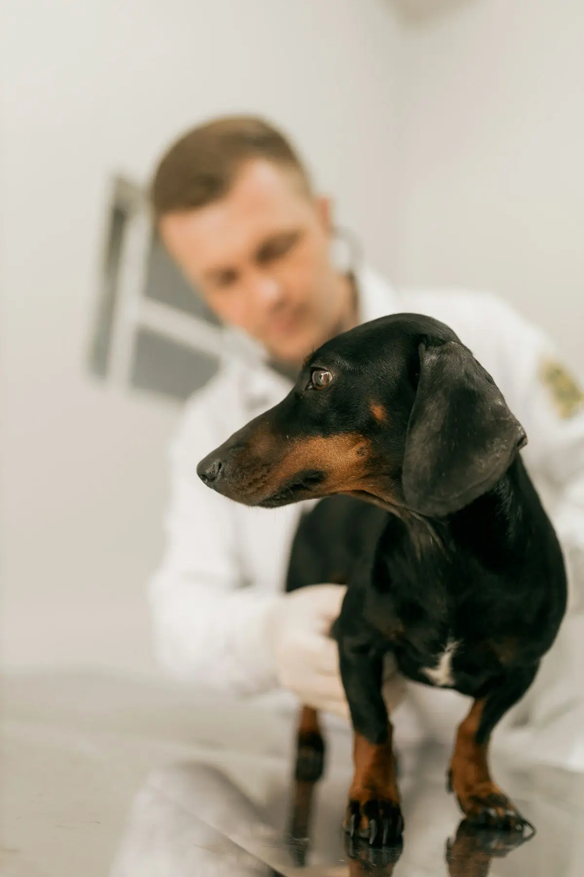 Médico veterinario revisando a un perro (foto de ejemplo)
