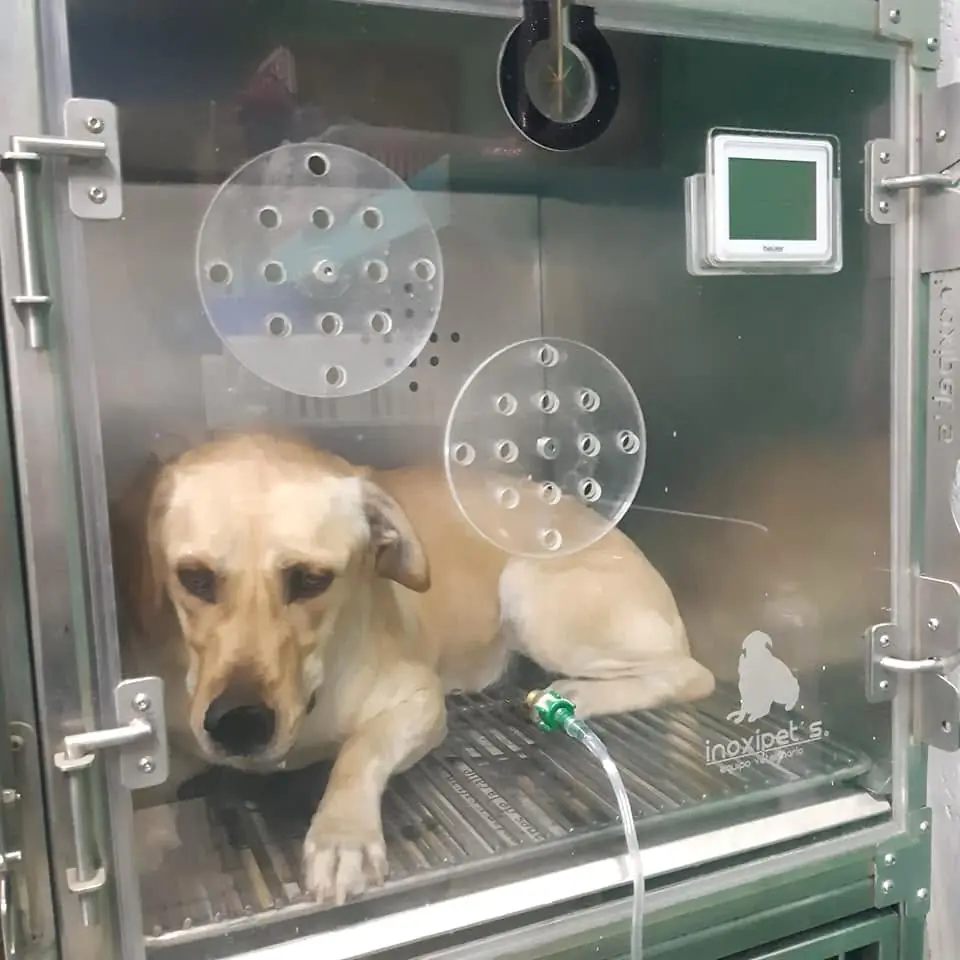 Perro hospitalizado en incubadora con oxígeno
